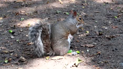 Close-up-shot-of-a-cute-little-squirrel-eating-some-acorns-on-the-ground