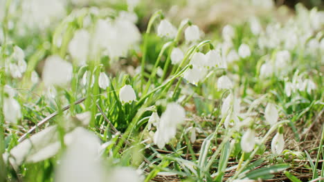 Handheld-shot-of-a-field-of-snowdrops-with-backlight-from-the-sun-in-late-February,-Germany