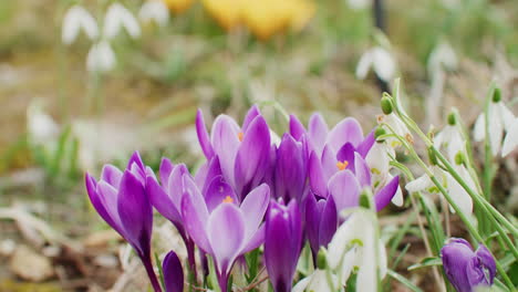 Close-up-shot-of-some-violet-crocuses-growing-in-the-garden