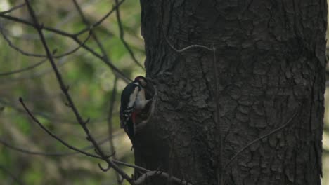 Great-spotted-woodpecker-chiseling-on-a-chestnut-and-looking-around
