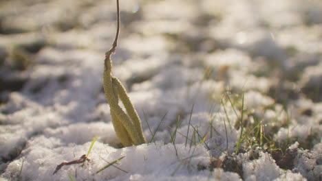 Medium-close-up-shot-of-the-blossom-of-a-hazelnut-hanging-very-low-to-the-ground,-touching-the-snowy-ground-in-a-garden