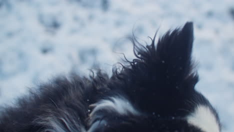 Close-up-shot-of-the-back-of-a-dogs-head