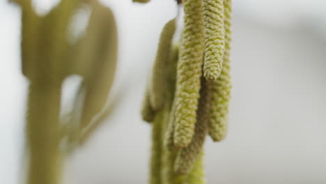 Close-up-shot-of-the-blossoms-of-a-hazelnut-tree-with-very-shallow-depth-of-field