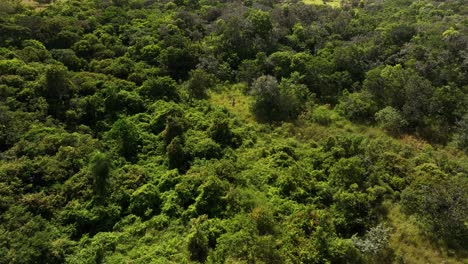 Grupo-De-Personas,-Hombres-Y-Mujeres-Perdidos,-Explorando-La-Densa-Selva-Tropical-Y-La-Selva-Tropical
