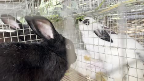 Close-up-of-black-rabbit-in-cage.-Handheld-shot