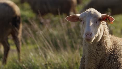 Sheep-head-or-portrait-closeup,-meadow-or-green-grass-and-other-animals-in-background