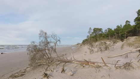 Aerial-establishing-view-of-Baltic-sea-coast,-sunny-day,-white-sand-seashore-dunes-damaged-by-waves,-pine-tree-forest,-coastal-erosion,-climate-changes,-wide-drone-shot-moving-forward-low