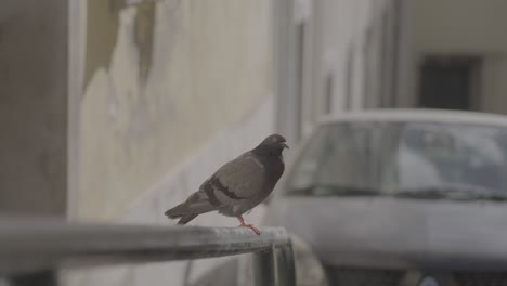 Pigeon-in-a-random-street-in-Lisboa-Portugal-LOG