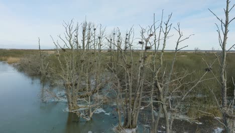 Aerial-establishing-view-of-empty-Great-Cormorant-,-sunny-winter-day,-dead-trees,-Barta-river,-slow-ascending-drone-shot