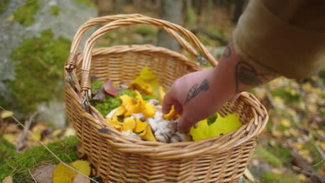 hand-picking-up-mushrooms-from-a-basket-in-the-woods
