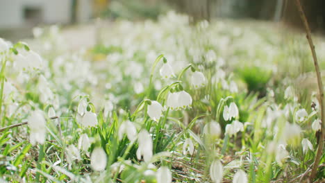 A-field-of-snowdrop-on-a-sunny-morning-in-February-in-Germany
