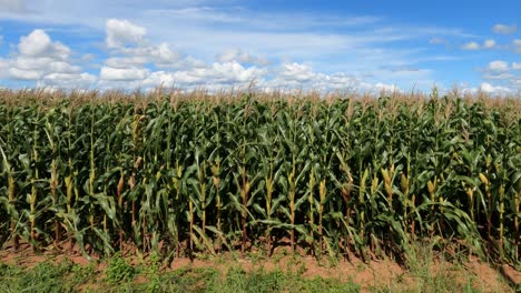 Green-corn-plantation-with-corn-cobs,-pan-shot-capture