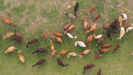 Von-Oben-Nach-Unten-Aufgenommene-Luftaufnahmen-Von-Asiatischen-Braunen-Kühen,-Die-Mit-Schwingenden-Schwänzen-Auf-Einer-Wiese-Grasen