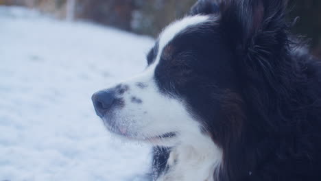 Close-up-shot-of-an-Australian-shepherd-looking-around-in-a-garden-in-early-spring