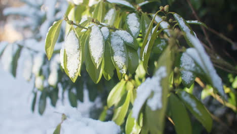 Medium-shot-of-some-green-leaves-covered-with-the-last-snow-on-a-sunny-early-spring-morning-in-February