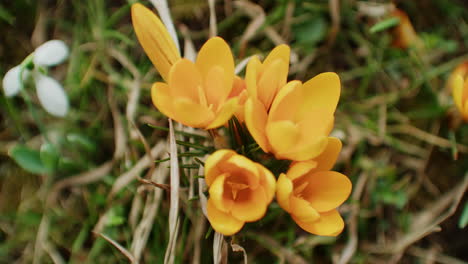 Top-shot-of-yellow-early-blooming-flowers-in-late-February,-Germany