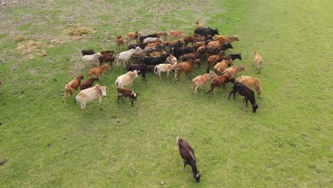 Aerial-footage-zooms-in-on-a-small-herd-of-cows-grazing-on-the-edge-of-rocks-and-meadow