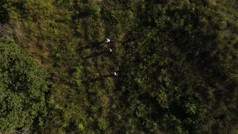 Grupo-De-Personas,-Hombres-Y-Mujeres-Perdidos,-Explorando-La-Densa-Selva-Tropical-Y-La-Selva-Tropical
