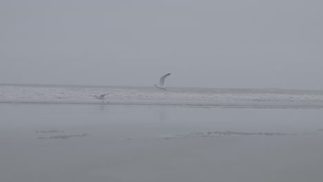 Gaviotas-Volando-Sobre-El-Mar-Belga-Cerca-De-La-Playa-En-Un-Registro-De-Día-Nublado