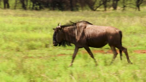 Wildebeast-walking-through-a-savannah-in-South-Africa,-Full-Body-Follow-Shot-4K