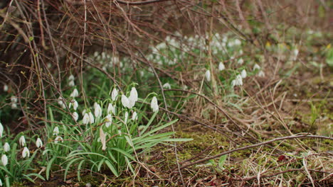 Medium-shot-of-some-snowdrops-growing-in-the-shade-of-a-brown-bush-in-late-February