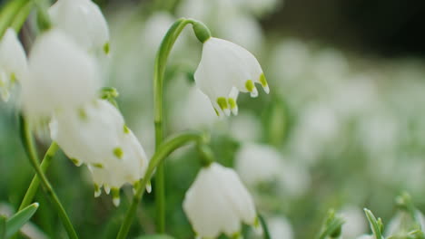 Close-up-shot-of-some-snowdrops-moving-in-the-wind,-a-lot-more-snowdrops-blurry-in-the-background