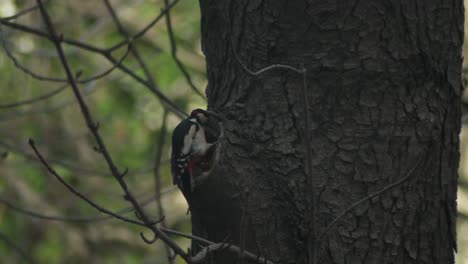 Great-spotted-woodpecker-chiseling-on-a-chestnut-and-looking-around---slow-motion