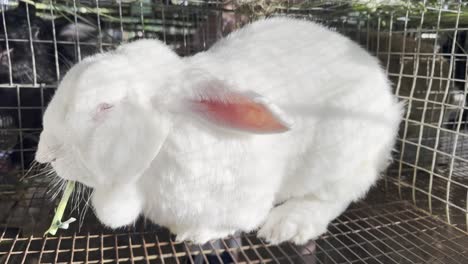 Close-up-of-white-rabbit-eating-in-cage
