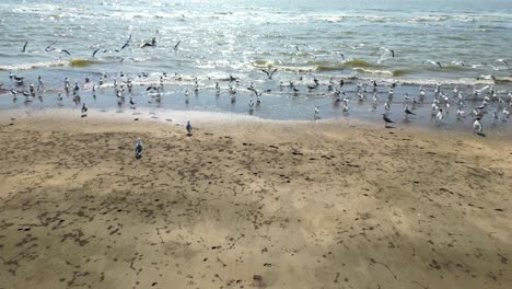 birds-flying-in-a-river-closeup-to-wide-bird-eye-view-seagulls-drone-flying-pov