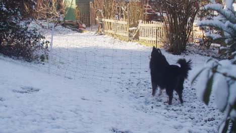 Wide-shot-of-a-black-dog-standing-in-the-garden,-waging-his-tail,-looking-excited