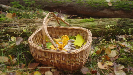 mushroom-basket-in-the-woods