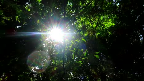 Dolly-shot-looking-up-at-the-sunbeams-beaming-through-the-luscious-green-canopy