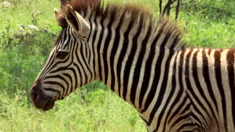 Baby-Zebra's-Face-in-the-Wild,-Close-Up-4K