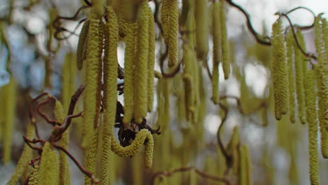 Nahaufnahme-Der-Blüten-Eines-Haselnussbaums,-Der-Sich-An-Einem-Kalten-Tag-Im-Februar-Im-Wind-Bewegt