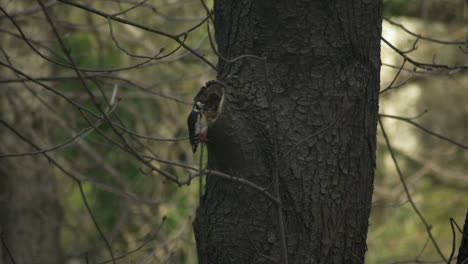 Great-spotted-woodpecker-chiseling-on-a-chestnut---120-fps-slow-motion