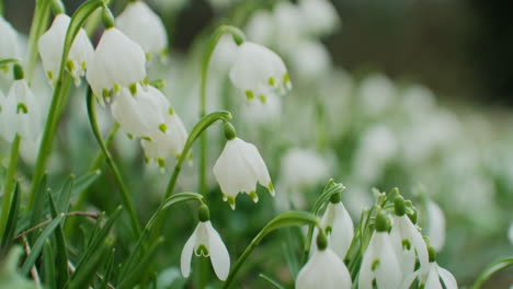 Handheld-close-up-shot-of-a-field-of-snowdrops