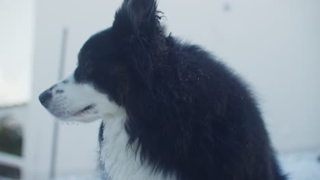 Nahaufnahme-Eines-Süßen-Schwarz-weißen-Hundes,-Der-An-Einem-Sonnigen-Wintertag-Im-Februar-Im-Garten-Sitzt