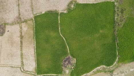 An-aerial-top-down-view-of-drought-affected-green-paddy-fields-provides-a-poignant-illustration-of-the-impact-of-climate-change-on-agriculture,-highlighting-the-urgent-need-for-action-and-awareness