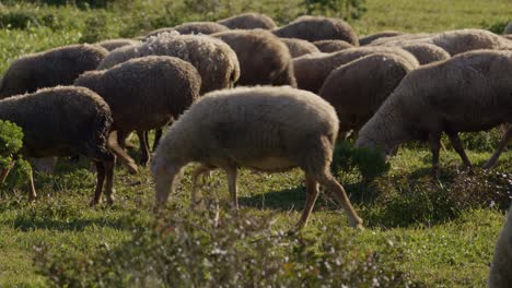 Herd-of-sheep-herding-or-eating-grass,-side-closeup-panning-view,-golden-hour-colors