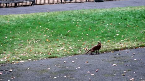 Wildfuchs-Pinkelt-Tagsüber-Im-Gras-Eines-Parks-In-London