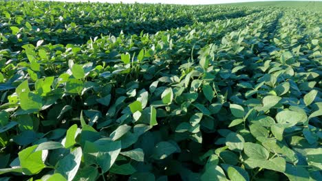 Green-soy-fields,-tillage-with-details-of-growing-plants