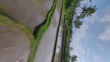 Vertical-FPV-Drone-dolley-shot-over-the-rice-terraces-fields-filled-with-water-in-Bali