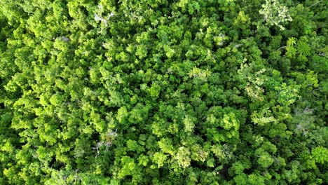 Aerial-Top-Down-view-of-tropical-lush-rainforest-in-Virac,-Catanduanes,-Philippines