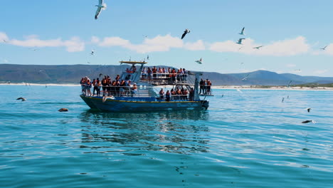Ecotourism-boat-in-Gansbaai-takes-tourists-on-an-educational-ocean-tour