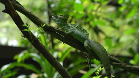 A-Green-Basilisk-lizard-sits-perched-on-a-tropical-vine-in-a-tropical-rainforest,-slow-motion-shot