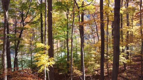 Ruhiger-Herbstwald-Mit-Bunten-Blättern,-Aufgenommen-In-Luftaufnahmen,-Die-Durch-Bäume-Fliegen-Und-Sonnenlicht-Durchdringen