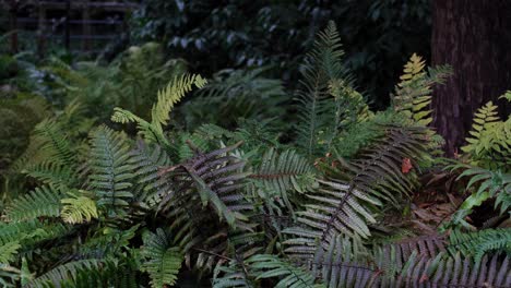 Dense-green-ferns-and-plants-in-a-rural-English-countryside-garden-with-a-bird-in-the-undergrowth-searching-for-food
