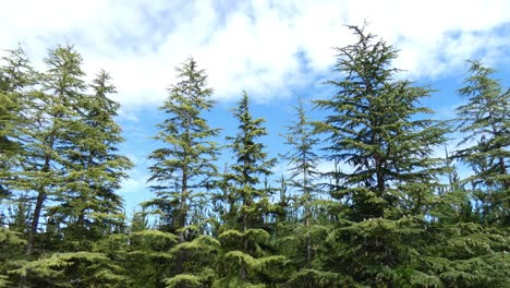 Pine-trees-move-slowly-in-gentle-breeze-on-a-beautiful-summer's-day---Canterbury
