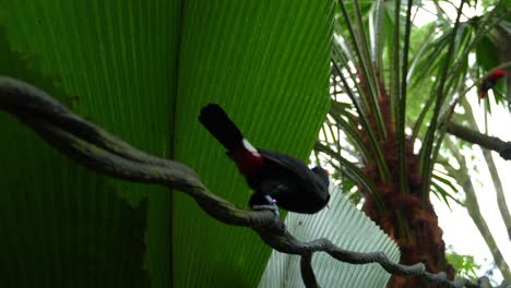 A-Toco-Toucan-hops-back-and-forth-along-a-piece-of-twisted-vine-at-the-tree-tops-of-a-tropical-rainforest,-slow-motion-rack-focus-shot