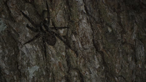 Brown-spider-walking-on-a-tree-trunk-at-night-macro